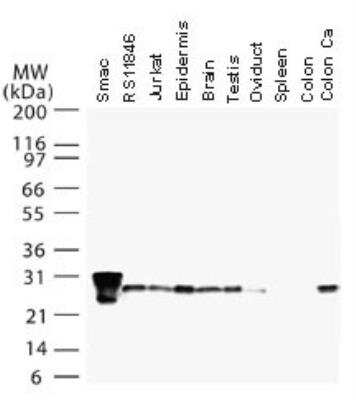 Western Blot: SMAC/Diablo Antibody - Unpurified [NB100-56166] - Analysis of Smac/DIABLO human tissues and cell lines using this antibody. Legend. SMAC: full-length recombinant smac. RS1846 and Jurkat are tumor cell lines. All tissues are from normal donors except colon carcinoma (Colon Ca). SMAC expression was detected in all samples except spleen and normal colon.