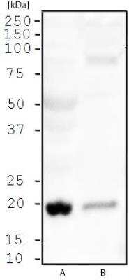 Western Blot: SMAC/Diablo Antibody - Unpurified [NB100-56166] - Analysis of A) MCF7 and B) K562 cell lysate using SMAC/Diablo this antibody at 1:500.