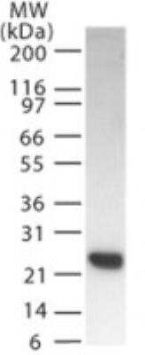 Western Blot: SMAC/Diablo Antibody [NB100-56391] - Analysis of SMAC/Diablo in HeLa cell lysate.