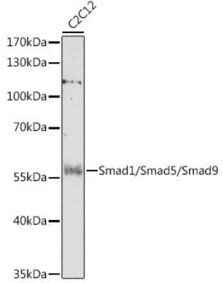 Western Blot: SMAD1/5/9 Antibody [NBP3-05662] - Western blot analysis of extracts of C2C12 cells, using SMAD1/5/9 antibody (NBP3-05662) at 1:1000 dilution. Secondary antibody: HRP Goat Anti-Rabbit IgG (H+L) at 1:10000 dilution. Lysates/proteins: 25ug per lane. Blocking buffer: 3% nonfat dry milk in TBST. Detection: ECL Enhanced Kit. Exposure time: 180s.