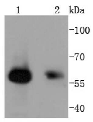 Western Blot: SMAD1/9 Antibody (SD2090) [NBP2-67768] - Analysis of Smad1 on different lysates using anti-Smad1 antibody at 1/1,000 dilution. Positive control:  Lane 1: Human skeletal muscle  Lane 2: Hela