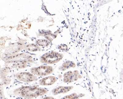 Immunohistochemistry-Paraffin: SMAD1/9 Antibody (SY0254) [NBP2-67435] - Immunohistochemical analysis of paraffin-embedded mouse stomach tissue using anti-SMAD1/9 antibody. The section was pre-treated using heat mediated antigen retrieval with sodium citrate buffer (pH 6.0) for 20 minutes. The tissues were blocked in 5% BSA for 30 minutes at room temperature, washed with ddH2O and PBS, and then probed with the primary antibody (ET1607-42, 1/200) for 30 minutes at room temperature. The detection was performed using an HRP conjugated compact polymer system. DAB was used as the chromogen. Tissues were counterstained with hematoxylin and mounted with DPX.