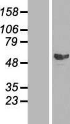 Western Blot Smad2 Overexpression Lysate