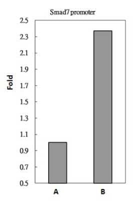 Chromatin Immunoprecipitation: SMAD3 Antibody [NBP2-20411] - Sample: HeLa whole cell lysate/extract A. 5 ug preimmune rabbit IgG B. 5 ug of SMAD3 antibody The precipitated DNA was detected by PCR with primer set targeting to smad7 promoter.