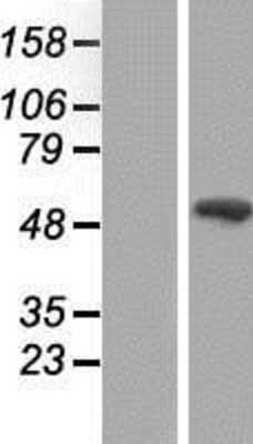 Western Blot Smad9 Overexpression Lysate