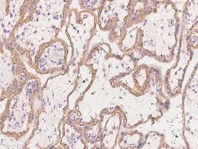 Immunohistochemistry-Paraffin: SMAGP Antibody [NBP3-06324] - Immunochemical staining of human SMAGP in human placenta with rabbit polyclonal antibody at 1:1000 dilution, formalin-fixed paraffin embedded sections.