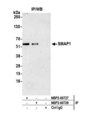 Immunoprecipitation: SMAP1 Antibody [NBP2-60728] - Detection of human SMAP1 by western blot of immunoprecipitates. Samples: Whole cell lysate (0.5 or 1.0 mg per IP reaction; 20% of IP loaded) from HeLa cells prepared using NETN lysis buffer. Antibodies: Affinity purified rabbit anti-SMAP1 antibody NBP2-60728 used for IP at 8 ul per reaction. SMAP1 was also immunoprecipitated by rabbit anti-SMAP1 antibody NBP2-60727. For blotting immunoprecipitated SMAP1, NBP2-60728 was used at 1:400. Detection: Chemiluminescence with an exposure time of 3 minutes.