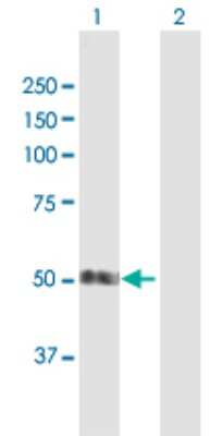 Western Blot: SMAP1 Antibody [H00060682-B01P] - Analysis of SMAP1 expression in transfected 293T cell line by SMAP1 polyclonal antibody.  Lane 1: SMAP1 transfected lysate(48.4 KDa). Lane 2: Non-transfected lysate.