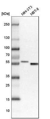 Western Blot SMAP1 Antibody