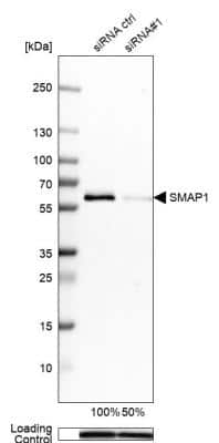 Western Blot SMAP1 Antibody