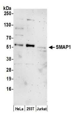 Western Blot: SMAP1 Antibody [NBP2-60727] - Detection of human SMAP1 by western blot. Samples: Whole cell lysate (15 ug) from HeLa, 293T, and Jurkat cells prepared using NETN lysis buffer. Antibody: Affinity purified rabbit anti-SMAP1 antibody NBP2-60727 used for WB at 1:1000. Detection: Chemiluminescence with an exposure time of 3 minutes.