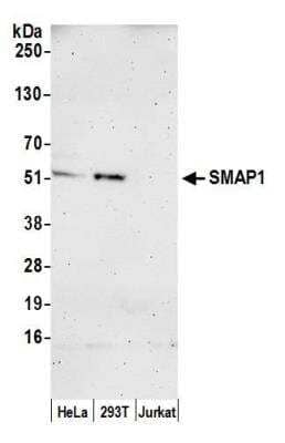 Western Blot: SMAP1 Antibody [NBP2-60728] - Detection of human SMAP1 by western blot. Samples: Nuclear extract (50 ug) from HeLa, HEK293T, and Jurkat cells prepared using NETN lysis buffer. Antibody: Affinity purified rabbit anti-SMAP1 antibody NBP2-60728 used for WB at 1:1000. Detection: Chemiluminescence with an exposure time of 3 minutes.