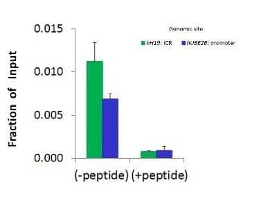 Chromatin Immunoprecipitation: SMARCA1 Antibody [NBP3-10471] - Chromatin Immunoprecipitation (ChIP) using NBP3-10471 and HCT116 Cells