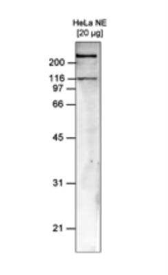 Western Blot: SMARCA5/SNF2H Antibody (C.15100040) [NBP2-59190] - Analysis using the monoclonal antibody directed against hSNF2H. Western blot was performed on nuclear extracts from HeLa cells (HeLa NE, 20 ug) using the monoclonal antibody against hSNF2H, diluted 1:1,000 in TBS-Tween containing 5% skimmed milk. The molecular weight (kDa) is shown on the left), the position of the protein of interest is shown on the right.
