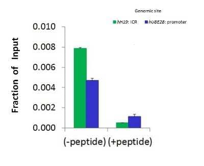 Chromatin Immunoprecipitation: SMARCA5/SNF2H Antibody [NBP3-10883] - Chromatin Immunoprecipitation (ChIP) using NBP3-10883 and HCT116 Cells