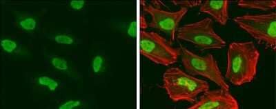 Immunocytochemistry/Immunofluorescence: SMARCA5/SNF2H Antibody [NBP3-12952] - SMARCA5/SNF2H antibody detects SMARCA5/SNF2H protein at nucleus by immunofluorescent analysis. Sample: HeLa cells were fixed in 4% paraformaldehyde at RT for 15 min. Green: SMARCA5/SNF2H protein stained by SMARCA5/SNF2H antibody (NBP3-12952) diluted at 1:500. Red: phalloidin, a cytoskeleton marker, diluted at 1:50.