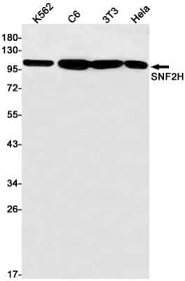 Western Blot: SMARCA5/SNF2H Antibody (S05-9D5) [NBP3-15093] - Western blot detection of SMARCA5/SNF2H in K562, C6, 3T3, Hela cell lysates using SMARCA5/SNF2H Rabbit mAb (1:1000 diluted). Predicted band size: 122kDa. Observed band size: 122kDa.