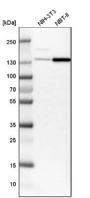 Western Blot: SMARCA5/SNF2H Antibody [NBP1-89692] - Analysis in mouse cell line NIH-3T3 and rat cell line NBT-II.