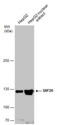 Western Blot: SMARCA5/SNF2H Antibody [NBP3-12952] - HepG2 whole cell and nuclear extracts (30 ug) were separated by 5% SDS-PAGE, and the membrane was blotted with SMARCA5/SNF2H antibody (NBP3-12952) diluted at 1:10000.