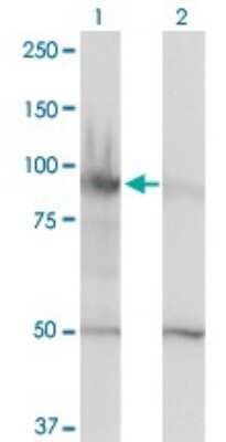 Western Blot: SMARCA6 Antibody (1D10) [H00003070-M01] - Analysis of HELLS expression in transfected 293T cell line by HELLS monoclonal antibody (M01), clone 1D10.Lane 1: HELLS transfected lysate (Predicted MW: 97.074 KDa).Lane 2: Non-transfected lysate.