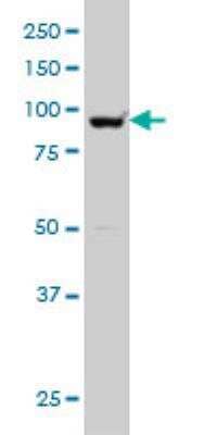 Western Blot: SMARCA6 Antibody (2G10) [H00003070-M04] - LLS monoclonal antibody (M04), clone 2G10 Western Blot analysis of HELLS expression in HeLa NE ( Cat # L013V3 ).