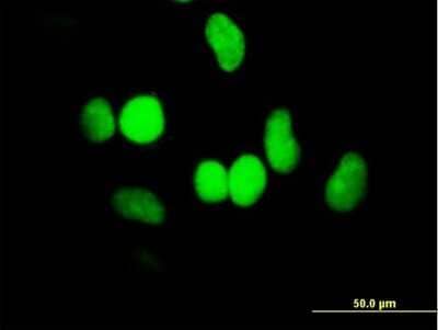 Immunocytochemistry/Immunofluorescence: SMARCA6 Antibody [H00003070-B01P] - Analysis of purified antibody to HELLS on HeLa cell. (antibody concentration 10 ug/ml)