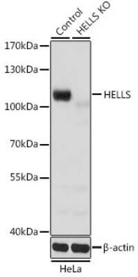 <b>Genetic Strategies Validation. </b>Knockout Validated: SMARCA6 Antibody [NBP3-03793] - Analysis of extracts from normal (control) and HELLS knockout (KO) HeLa cells, using SMARCA6 antibody at 1:1000 dilution. Secondary antibody: HRP Goat Anti-Rabbit IgG (H+L) at 1:10000 dilution. Lysates/proteins: 25ug per lane. Blocking buffer: 3% nonfat dry milk in TBST.