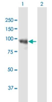 Western Blot: SMARCA6 Antibody [H00003070-B01P] - Analysis of HELLS expression in transfected 293T cell line by HELLS polyclonal antibody.  Lane 1: HELLS transfected lysate(92.18 KDa). Lane 2: Non-transfected lysate.