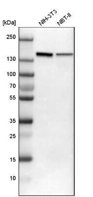 Western Blot: SMARCAD1 Antibody [NBP1-85023] - Analysis in mouse cell line NIH-3T3 and rat cell line NBT-II.