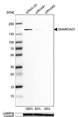 Western Blot SMARCAD1 Antibody - BSA Free