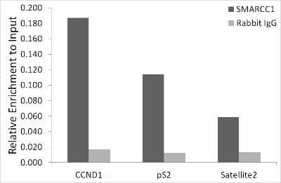 Chromatin Immunoprecipitation: SMARCC1 Antibody (1R7I6) [NBP3-16367] - Chromatin immunoprecipitation analysis of extracts of MCF7 beta-estradiol cells, using SMARCC1 antibody (NBP3-16367) and rabbit IgG.The amount of immunoprecipitated DNA was checked by quantitative PCR. Histogram was constructed by the ratios of the immunoprecipitated DNA to the input.