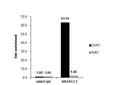 <b>Biological Strategies Validation. </b>Chromatin Immunoprecipitation: SMARCC1 Antibody [NBP2-20415] - Cross-linked ChIP was performed with MF-7 chromatin extract treated with B-estradiol (10 nM for 45 min) and 5 ug of either control rabbit IgG or anti-SMARCC1 antibody. The precipitated DNA was detected by PCR with primer set targeting to ESR1 or Sat2.