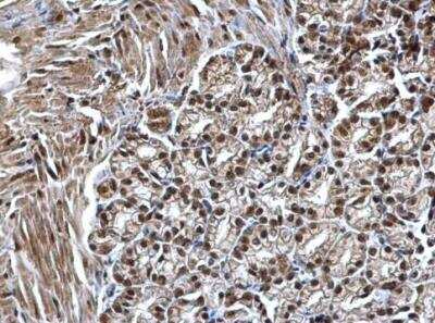 Immunohistochemistry-Paraffin: SMARCC1 Antibody [NBP2-20415] - Paraffin-embedded mouse duodenum dilution: 1:50