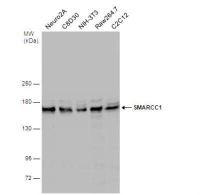 Western Blot: SMARCC1 Antibody [NBP2-20415] - Various whole cell extracts (30 ug) were separated by 5% SDS-PAGE, and the membrane was blotted with SMARCC1 antibody [C2C3], C-term diluted at 1:1000. The HRP-conjugated anti-rabbit IgG antibody (NBP2-19301) was used to detect the primary antibody.