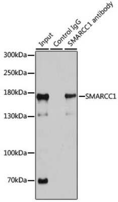 <b>Genetic Strategies Validation. </b>Western Blot: SMARCC1 Antibody [NBP3-03808] - Analysis of 200ug extracts of 293T cells using SMARCC1 antibody . Western blot was performed from the immunoprecipitate using this antibody.