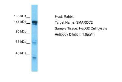 Western Blot: SMARCC2/BAF170 Antibody [NBP2-85775] - Host: Rabbit. Target Name: SMARCC2. Sample Type: HepG2 Whole Cell lysates. Antibody Dilution: 1.0ug/ml