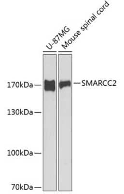 Western Blot SMARCC2/BAF170 Antibody - BSA Free