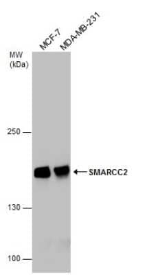 Western Blot SMARCC2/BAF170 Antibody