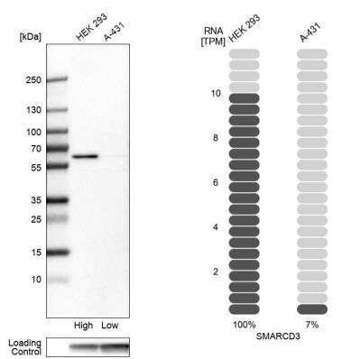 Western Blot: SMARCD3 Antibody [NBP2-39013] - Analysis in human cell lines HEK293 and A-431. Corresponding RNA-seq data are presented for the same cell lines. Loading control: Anti-GAPDH.