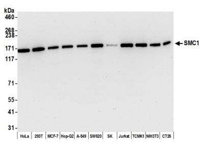 Western Blot: SMC1 Antibody (BL-205-2G8) [NBP2-76412] - Detection of human and mouse SMC1 by WB of HeLa, HEK293T, MCF-7, Hep-G2, A-549, SW620, SK-MEL-28 (SK), Jurkat, TCMK-1, NIH 3T3, and CT26 lysate. Antibody: Rabbit anti-SMC1 recombinant monoclonal [BL-205-2G8] (NBP2-76412). Secondary: HRP-conjugated goat anti-rabbit IgG.