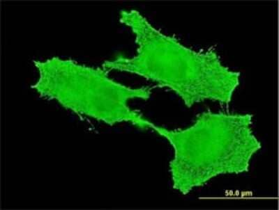 Immunocytochemistry/Immunofluorescence: SMC1L2 Antibody (6A10) [H00027127-M01] - Analysis of monoclonal antibody to SMC1B on HeLa cell . Antibody concentration 10 ug/ml.