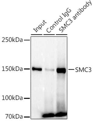 Immunoprecipitation: SMC3 Antibody (8W9R7) [NBP3-15798] - Immunoprecipitation analysis of 300ug extracts of U-87MG cells using 3ug SMC3 antibody (NBP3-15798). Western blot was performed from the immunoprecipitate using SMC3 antibody (NBP3-15798) at a dilition of 1:1000.