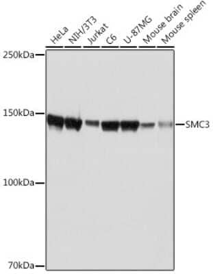 Western Blot: SMC3 Antibody (8W9R7) [NBP3-15798] - Western blot analysis of extracts of various cell lines, using SMC3 Rabbit mAb (NBP3-15798) at 1:1000 dilution. Secondary antibody: HRP Goat Anti-Rabbit IgG (H+L) at 1:10000 dilution. Lysates/proteins: 25ug per lane. Blocking buffer: 3% nonfat dry milk in TBST. Detection: ECL Basic Kit. Exposure time: 1s.