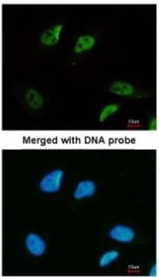 Immunocytochemistry/Immunofluorescence: SMC3 Antibody [NBP2-20418] - Analysis of paraformaldehyde-fixed HeLa, using antibody at 1:200 dilution.