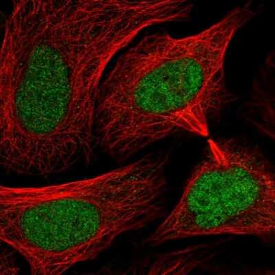 <b>Genetic Strategies Validation. </b>Immunocytochemistry/Immunofluorescence: SMC3 Antibody [NBP2-58330] - Staining of human cell line U-2 OS shows localization to nucleoplasm. Antibody staining is shown in green.