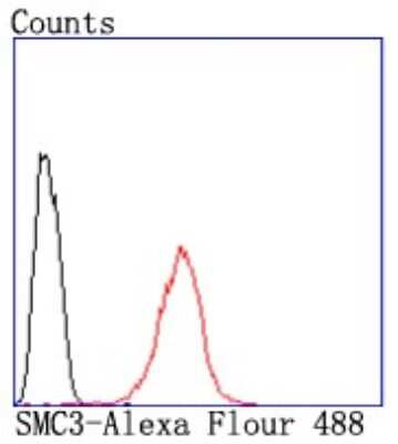Flow Cytometry: SMC3 Antibody (JM10-75) [NBP2-67153] - Analysis of Hela cells with SMC3 antibody at 1/50 dilution (red) compared with an unlabelled control (cells without incubation with primary antibody; black). Alexa Fluor 488-conjugated goat anti rabbit IgG was used as the secondary antibody.
