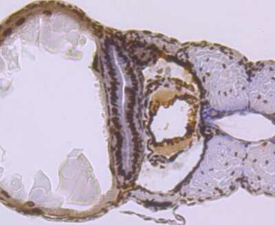 Immunohistochemistry-Paraffin: SMC3 Antibody (JM10-75) [NBP2-67153] - Analysis of paraffin-embedded zebrafish tissue using anti-SMC3 antibody. Counter stained with hematoxylin.