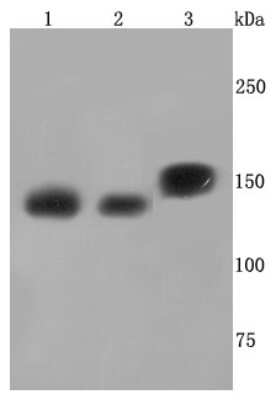 Western Blot: SMC3 Antibody (JM10-75) [NBP2-67153] - Analysis of SMC3 on different cells lysates using anti-SMC3 antibody at 1/1,000 dilution. Positive control:  Line1: HepG2  Line2: NIH-3T3  Line3:PC12