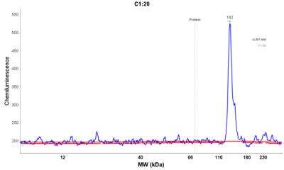 Simple Western: SMC3 Antibody [NBP1-88715] - Electropherogram image of the corresponding Simple Western lane view. SMC3 antibody was used at 1:25 dilution on U-251 MG lysate(s) respectively.