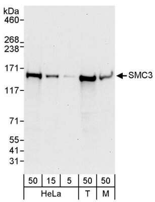 Western Blot: SMC3 Antibody [NBP1-19109] - Whole cell lysate from HeLa (5, 15 and 50 ug), 293T (T; 50 ug) and mouse NIH3T3 (M; 50ug) cells. Antibody used at for WB at 0.04 ug/ml.